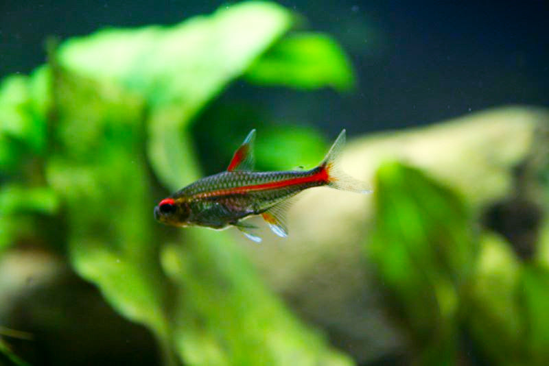 Albino Glowlight Tetra (Glowlight tetra) — Photo: Strolgen, Public domain, via Wikimedia Commons