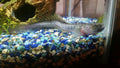 Dragon Goby / Violet Goby (Gobioides broussonnetii) — via Wikimedia Commons