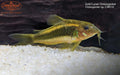 T.R. Gold Laser Corydoras (Corydoras sp. CW010 'Gold Laser') — photo: Imperial Tropicals, used with permission