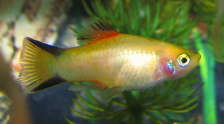 Imported Gold Twinbar Platy