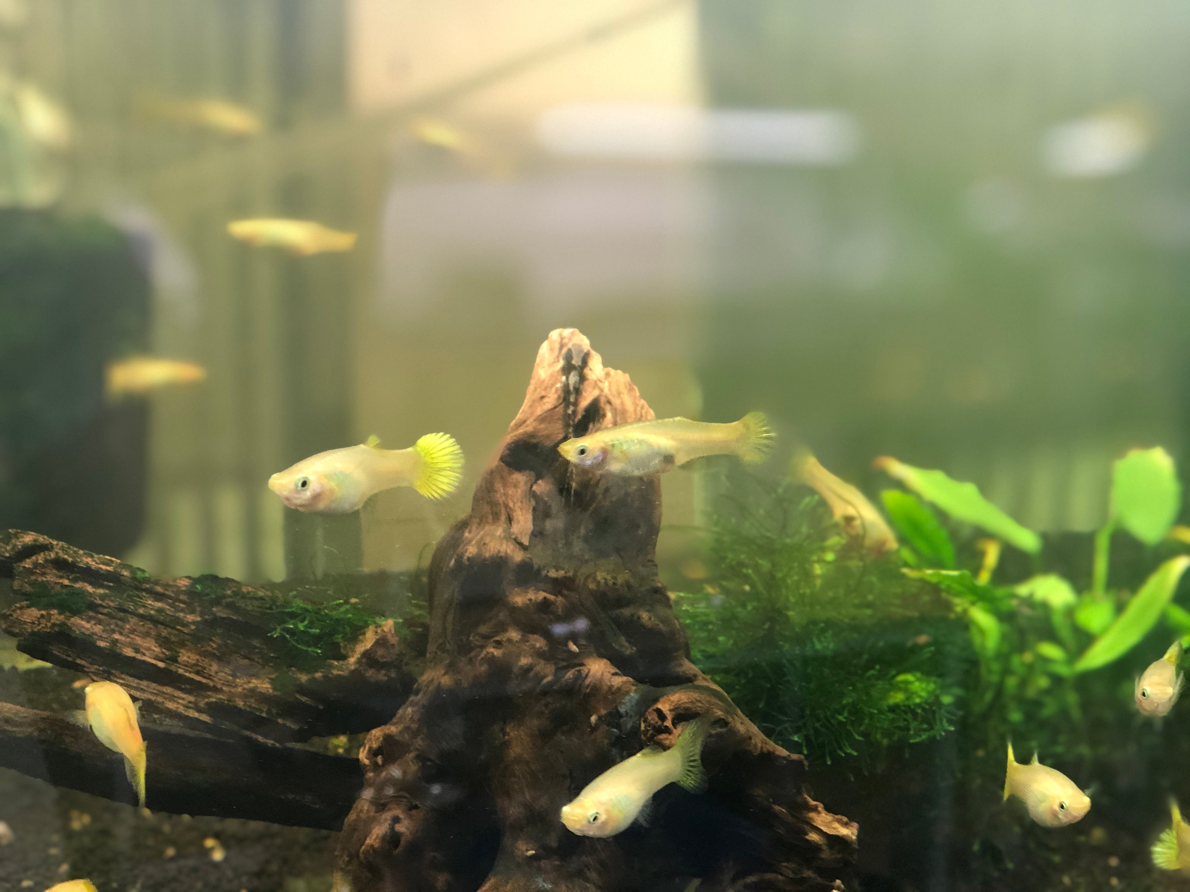 Assorted Fancy Guppies - XL Female (Poecilia reticulata) — Photo: Chris.sherlock, CC BY-SA 4.0, via Wikimedia Commons