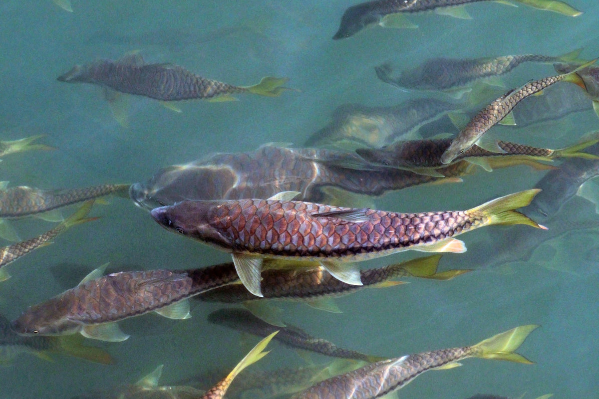 Mahseer Barb (Tor sp.)
