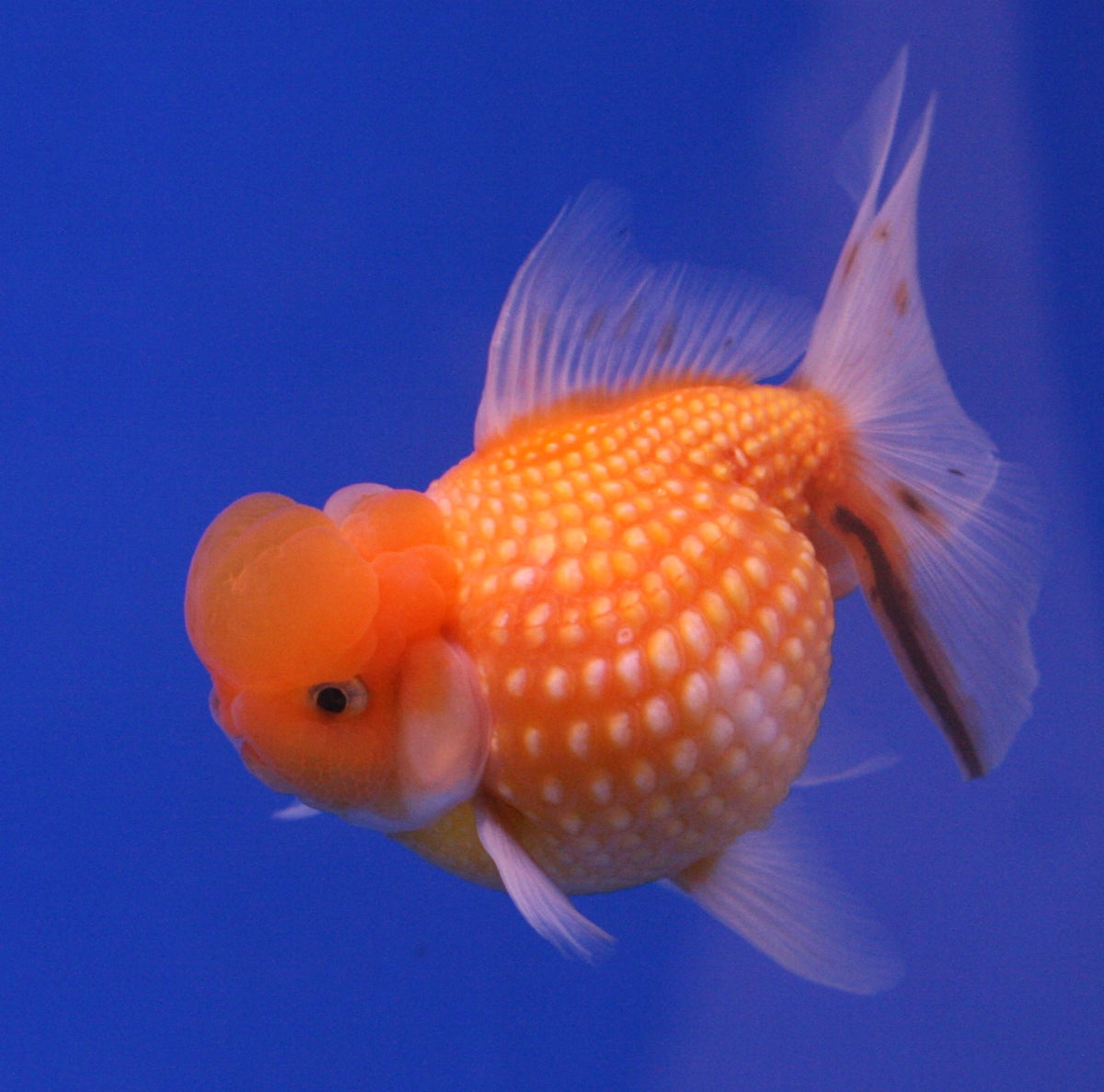 Black Pearlscale Goldfish (Carassius auratus)