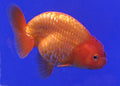Red Ranchu Lionhead Goldfish (Carassius auratus) — Photo: Lerdsuwa, CC BY-SA 3.0, via Wikimedia Commons