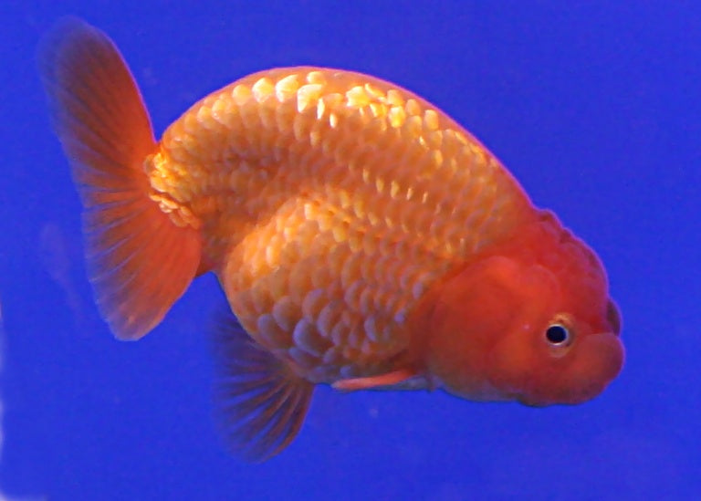 Red Ranchu Lionhead Goldfish (Carassius auratus) — Photo: Lerdsuwa, CC BY-SA 3.0, via Wikimedia Commons