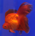 Red Ryukin Goldfish (Carassius auratus) in aquarium — Photo: Lerdsuwa, CC BY-SA 3.0, via Wikimedia Commons