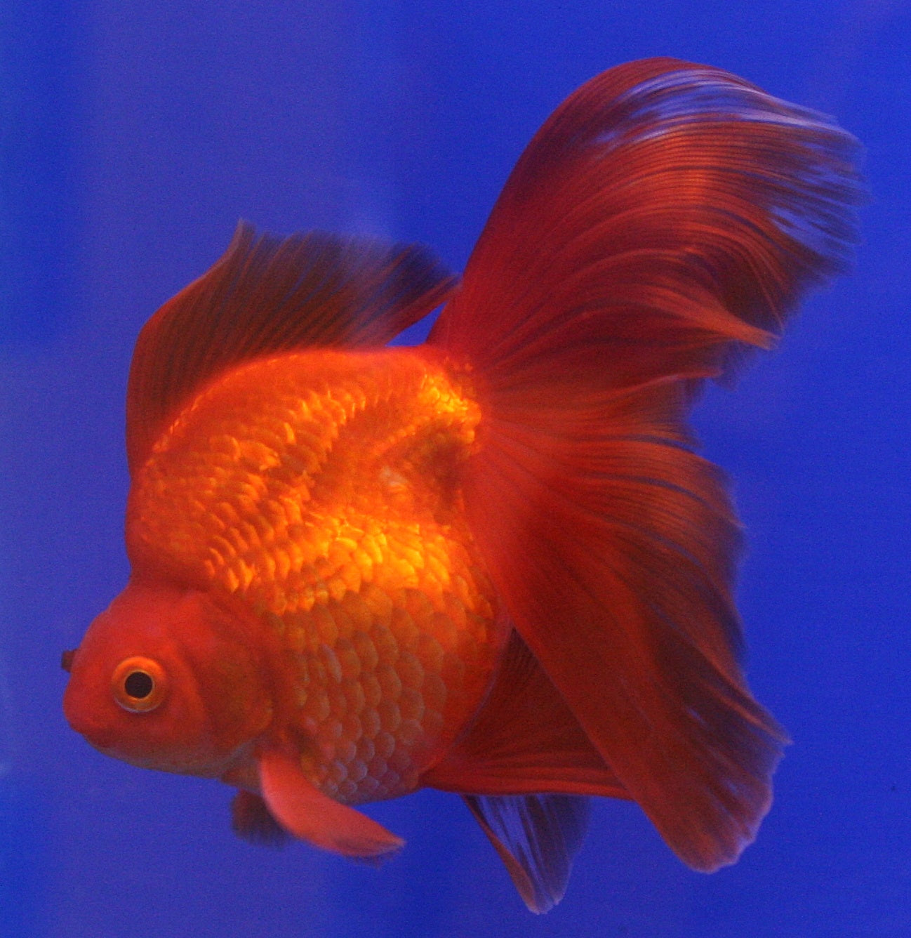 Red Ryukin Goldfish (Carassius auratus) in aquarium — Photo: Lerdsuwa, CC BY-SA 3.0, via Wikimedia Commons