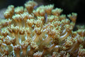 Neon Green Goniopora Coral (Goniopora sp.) — Photo: Peter Young Cho, MD, CC BY-SA 3.0, via Wikimedia Commons