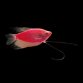 Starfire Red GLO Pearl Gourami (Trichopodus leerii)