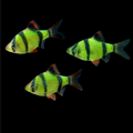 Electric Green GLO Tiger Barb (Puntius tetrazona)