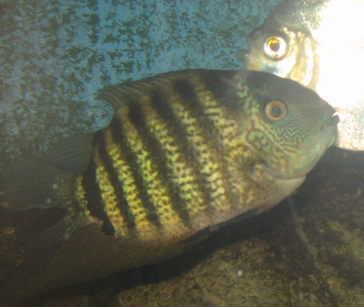 Green Severum Cichlid (Heros severus) — Photo: Ltshears - Trisha M Shears, Public domain, via Wikimedia Commons