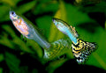 Jadehead Guppies (Poecilia reticulata) (Pairs)