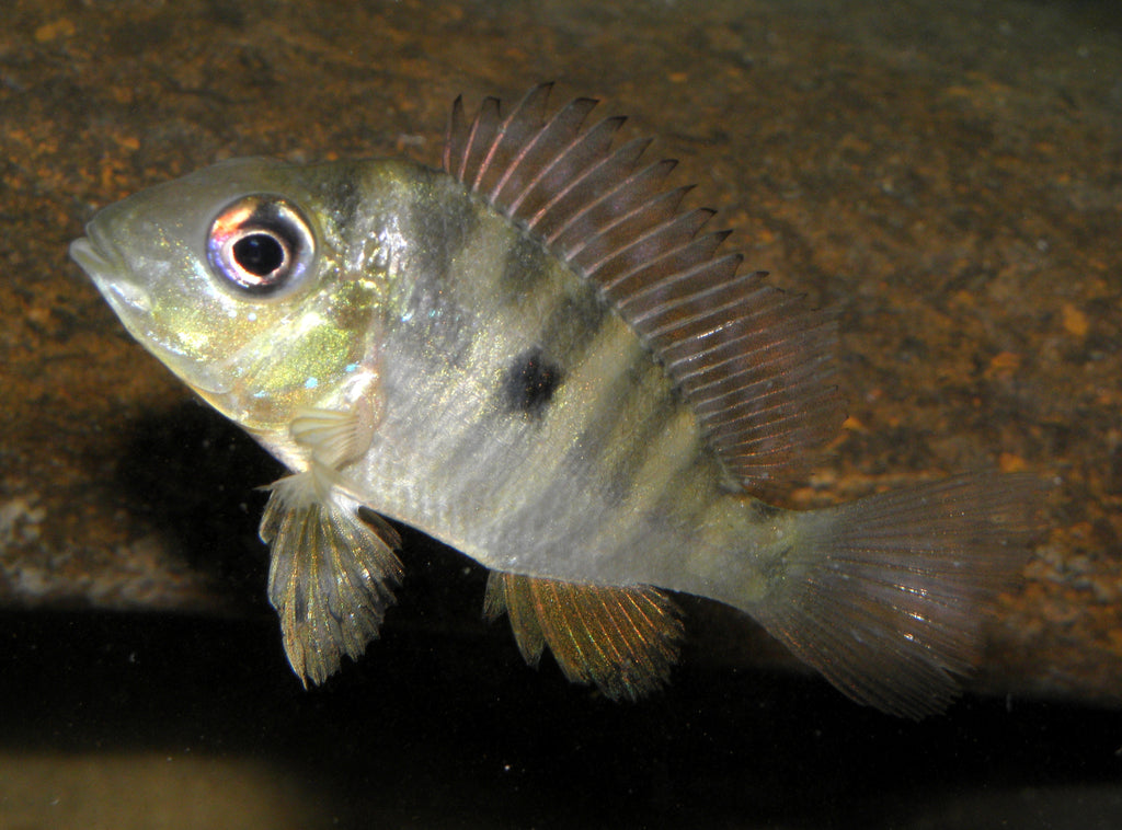 Geophagus Balzanii — Photo: CHUCAO, CC BY-SA 3.0, via Wikimedia Commons