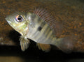 Geophagus Balzanii — Photo: CHUCAO, CC BY-SA 3.0, via Wikimedia Commons