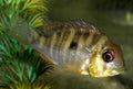 Male Geophagus Balzanii — Photo: CHUCAO, CC BY-SA 3.0, via Wikimedia Commons