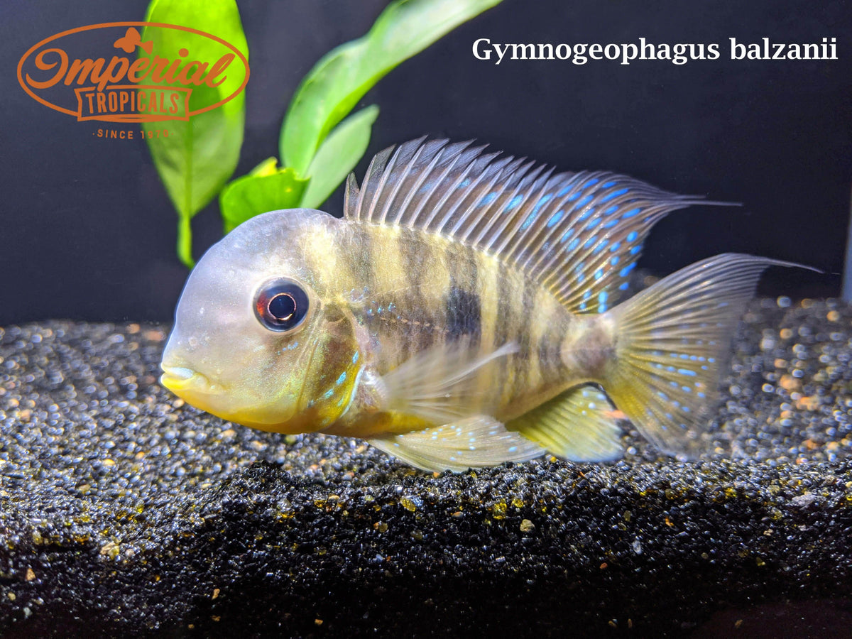 Male Gymnogeophagus Balzanii (Geophagus Balzanii)