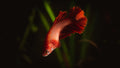 Female betta (Betta splendens), "Melisandre" — Photo: Faris Algosaibi, CC BY 2.0, via Wikimedia Commons