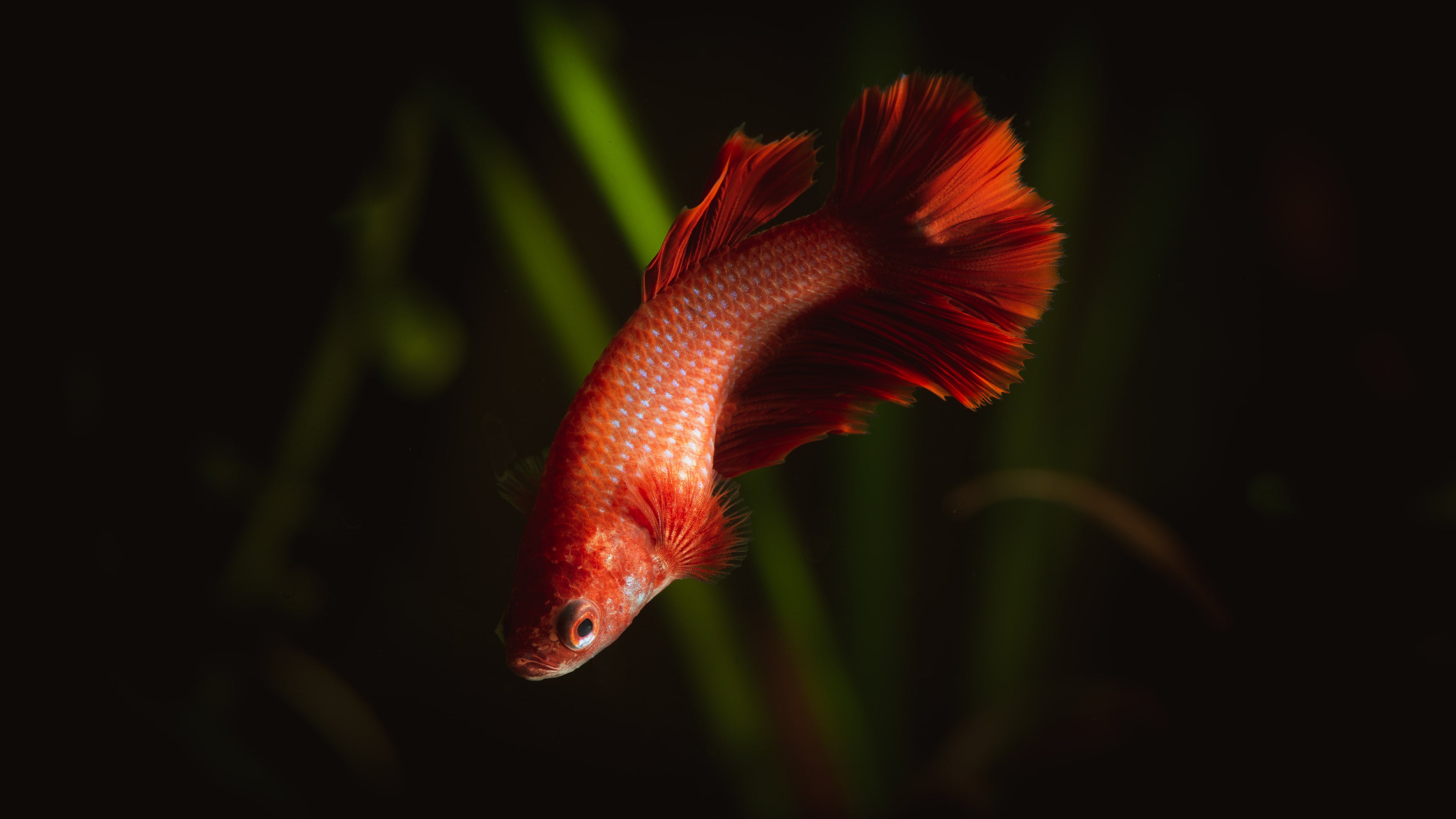 Female betta (Betta splendens), "Melisandre" — Photo: Faris Algosaibi, CC BY 2.0, via Wikimedia Commons