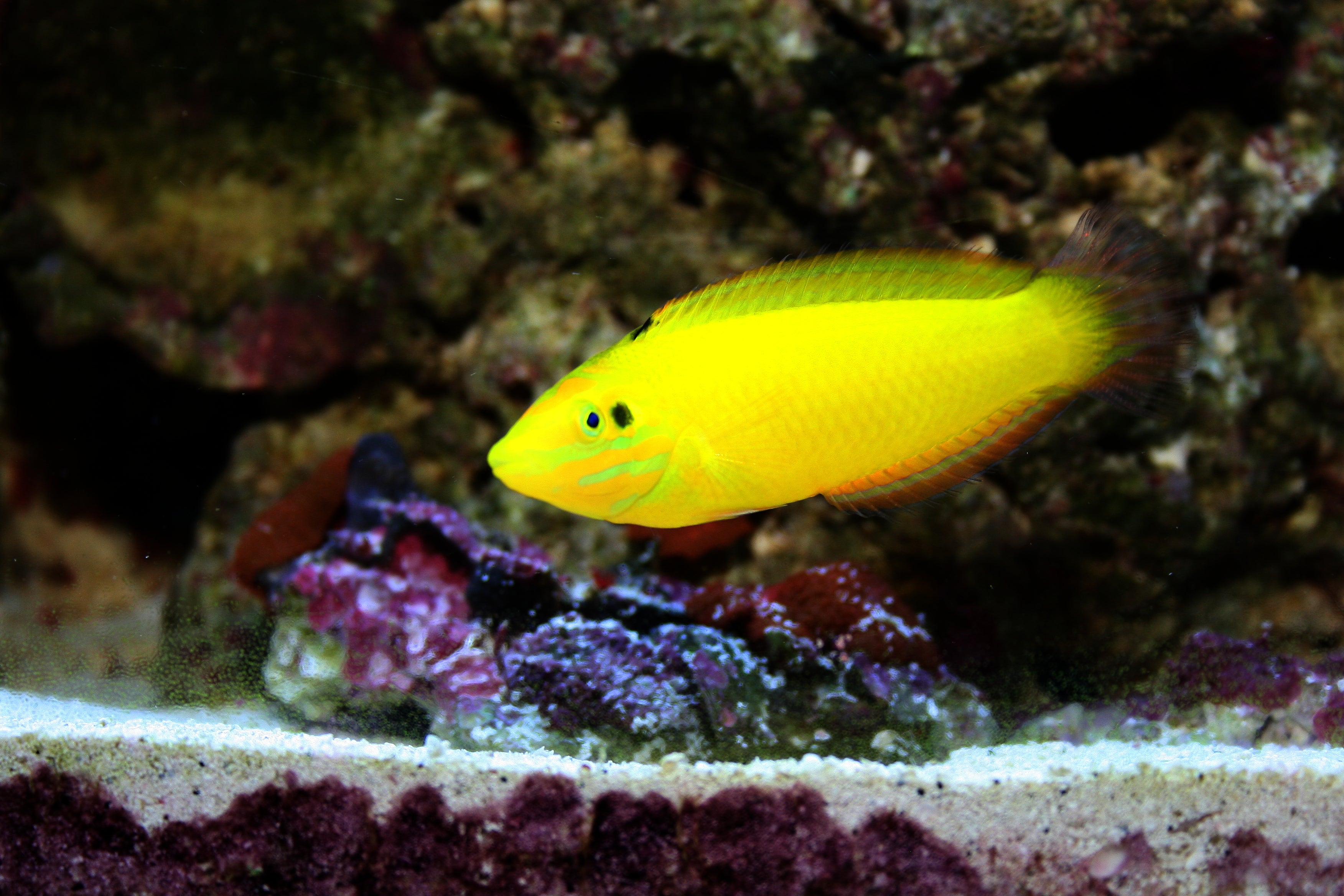 Yellow Neon Wrasse (Halichoeres chrysus) — photo via Wikimedia Commons, CC BY-SA 3.0