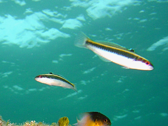 Atlantic Clown Wrasse (Halichoeres maculipinna) — Photo: Fernando Herranz Martín, GPL, via Wikimedia Commons
