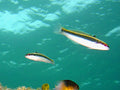 Atlantic Clown Wrasse (Halichoeres maculipinna)