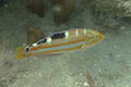 Pudding Wife Wrasse (Halichoeres radiatus) — Photo: Clinton & Charles Robertson, CC BY 2.0, via Wikimedia Commons