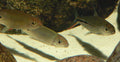 Blacktail Hemiodus (Hemiodus gracilis) — Photo: Haplochromis, Public domain, via Wikimedia Commons