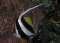 Heniochus Diphreutes (Heniochus diphreutes) — Photo: NPS photo - Bryan Harry, Public domain, via Wikimedia Commons