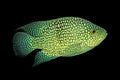 Balloon Body Carpintis Cichlid (Herichthys carpintis) — Photo: H. Zell, CC BY-SA 3.0, via Wikimedia Commons