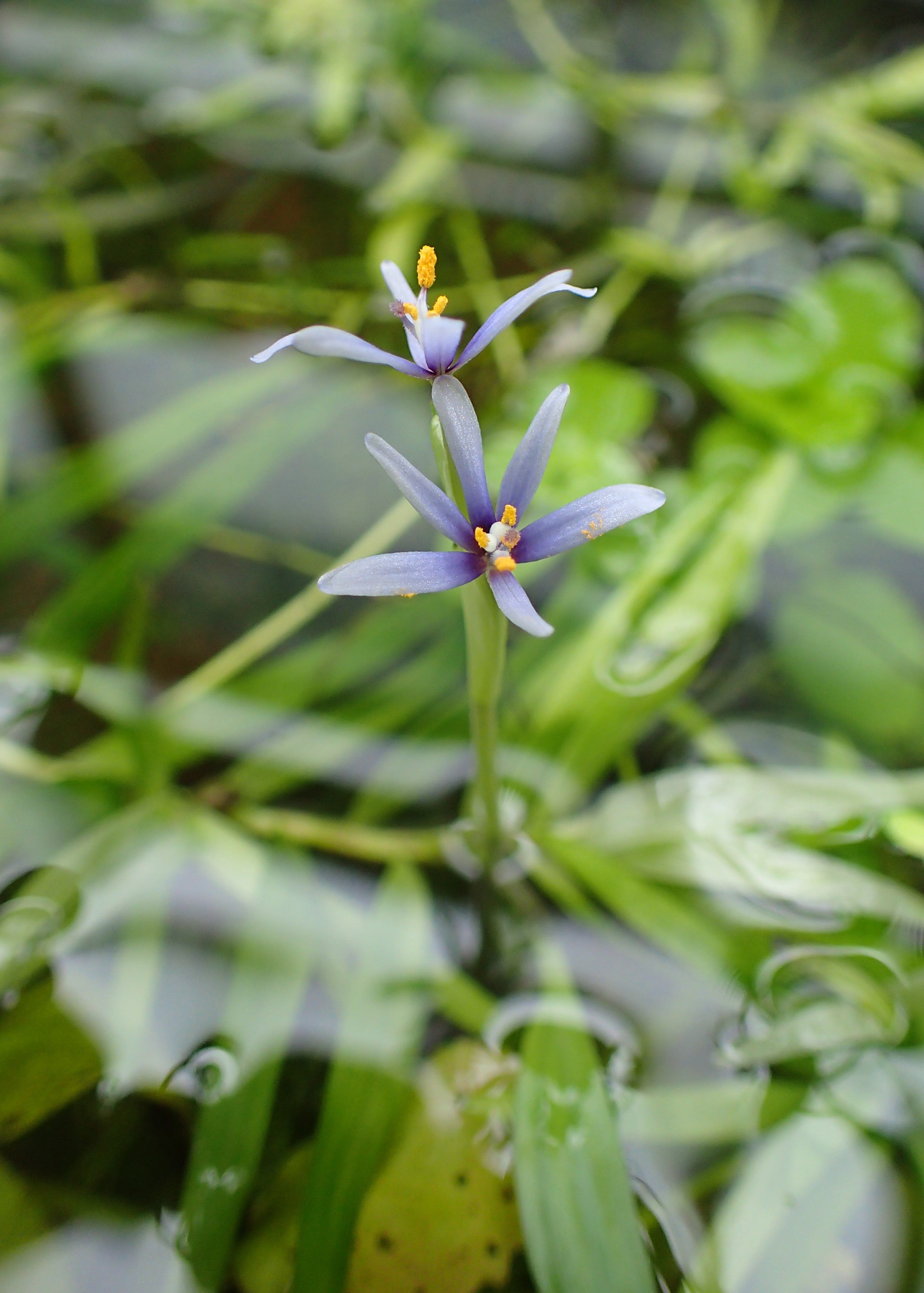 Heteranthera zosterifolia (Star Grass)