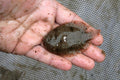 Freshwater Flounder (Trinectes maculatus) — Photo: Clinton & Charles Robertson, CC BY 2.0, via Wikimedia Commons