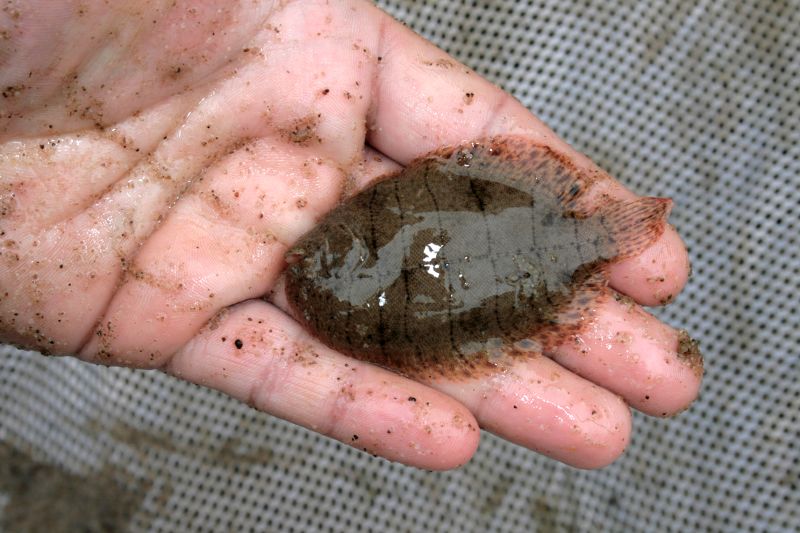 Freshwater Flounder