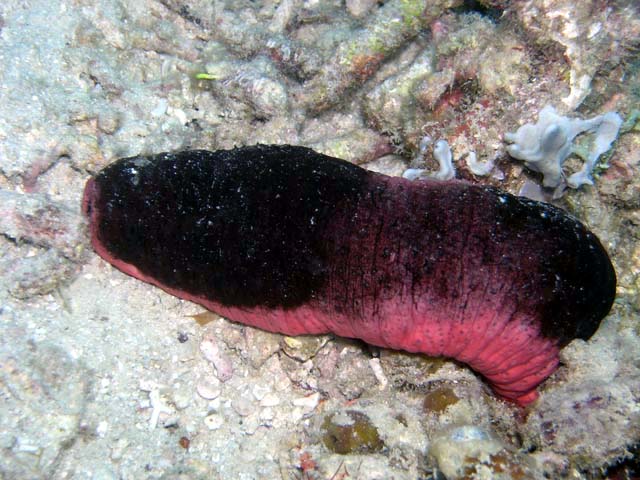 Pink Sea Cucumber (Holothuria edulis) — via Wikimedia Commons
