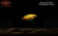Gold Honey Dwarf Gourami (Trichogaster chuna) - Male
