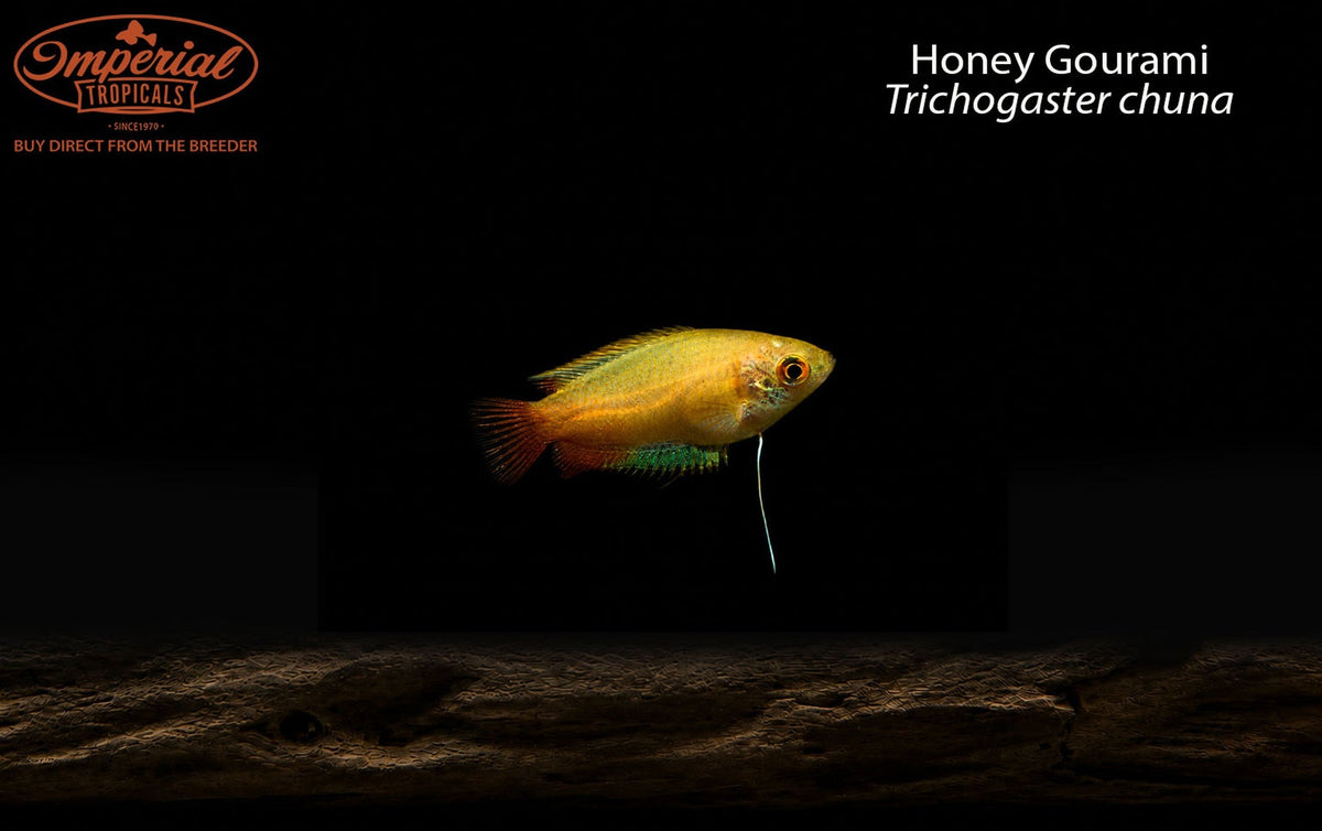 Gold Honey Dwarf Gourami (Trichogaster chuna) - Male