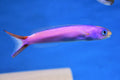Purple Tile Goby (Hoplolatilus purpureus) — Photo: Jokuyken15, CC BY-SA 4.0, via Wikimedia Commons