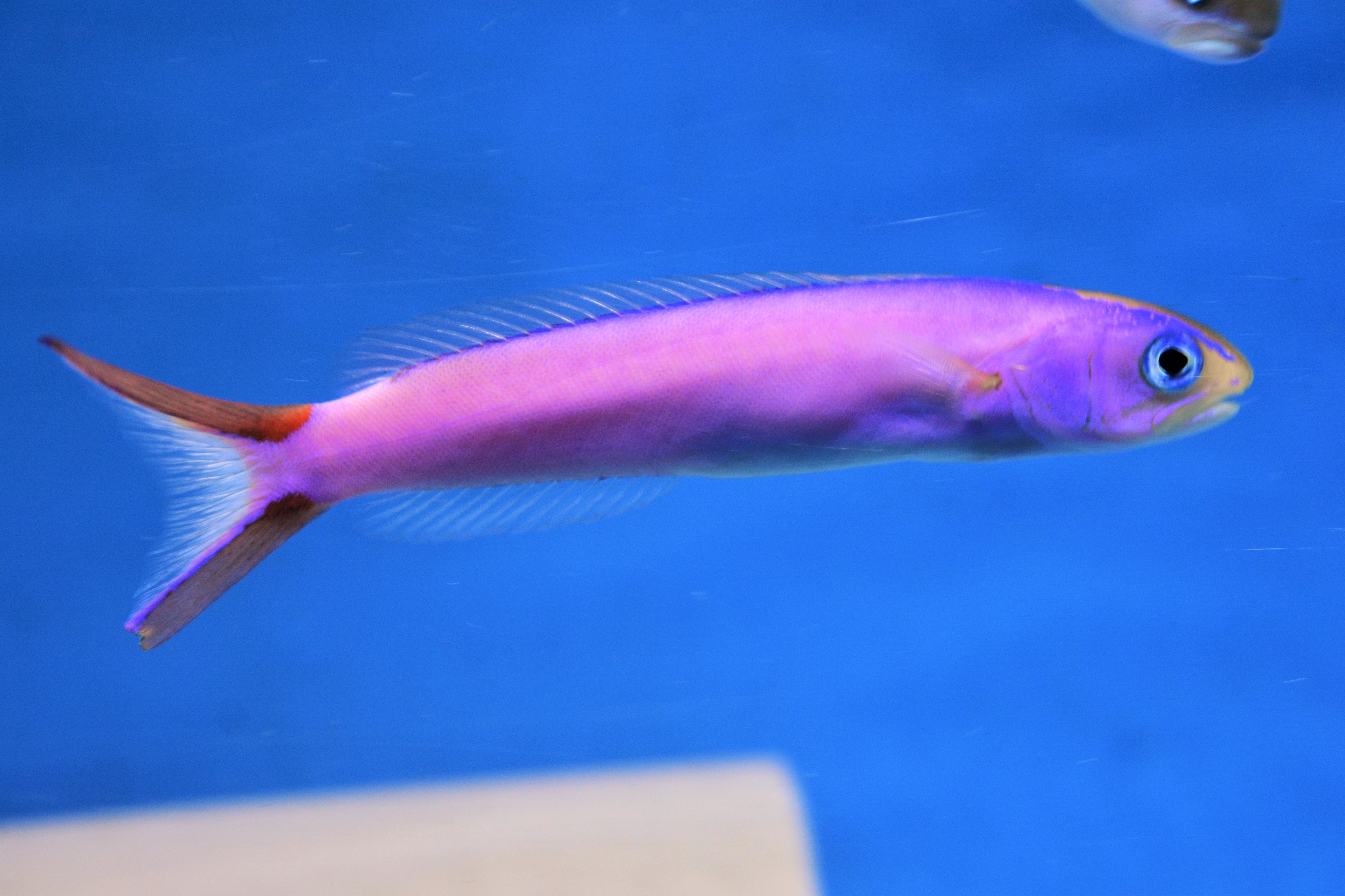 Purple Tile Goby (Hoplolatilus purpureus) — Photo: Jokuyken15, CC BY-SA 4.0, via Wikimedia Commons