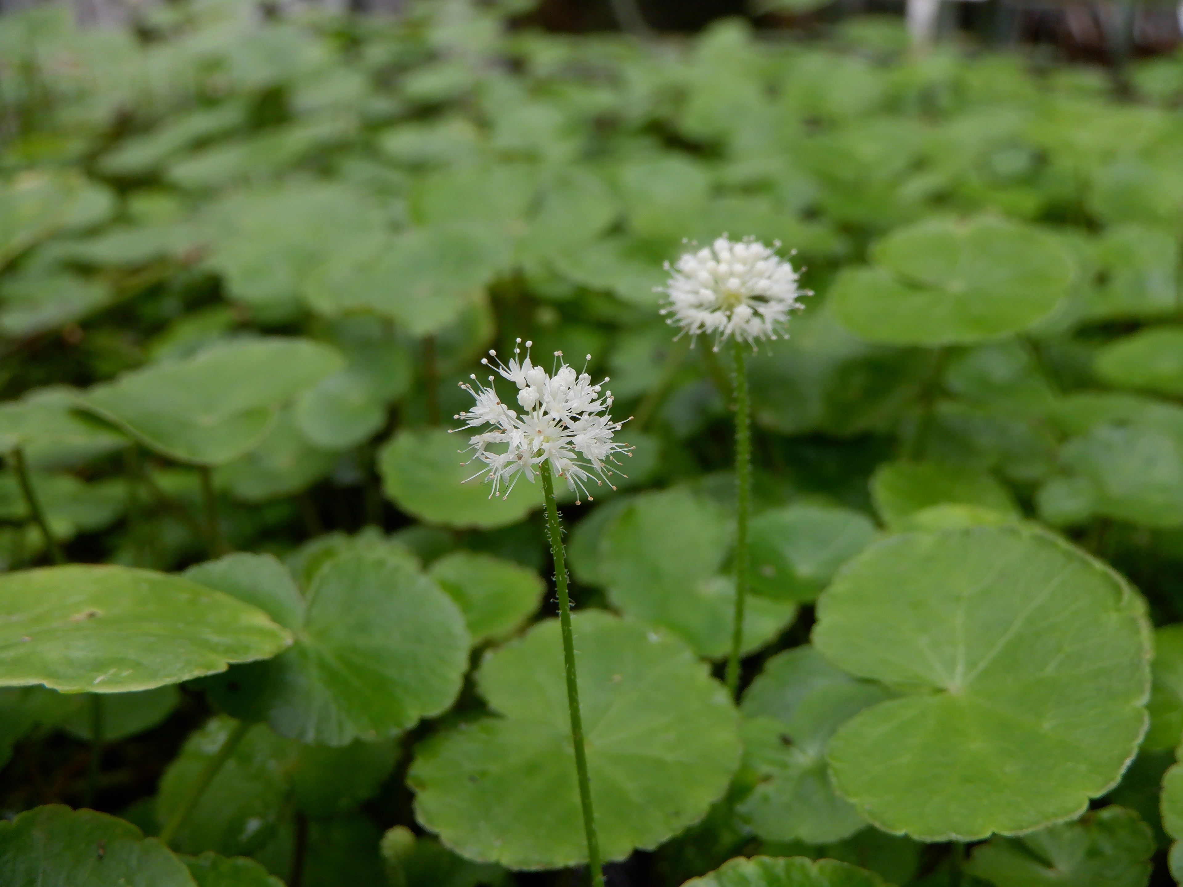 Pennywort (Hydrocotyle leucocephala) — via Wikimedia Commons