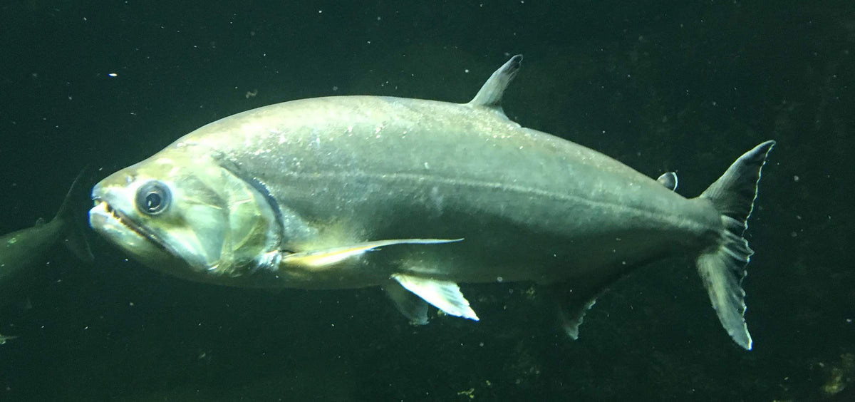 Vampire (Armatus) Tetra (Hydrolycus armatus)