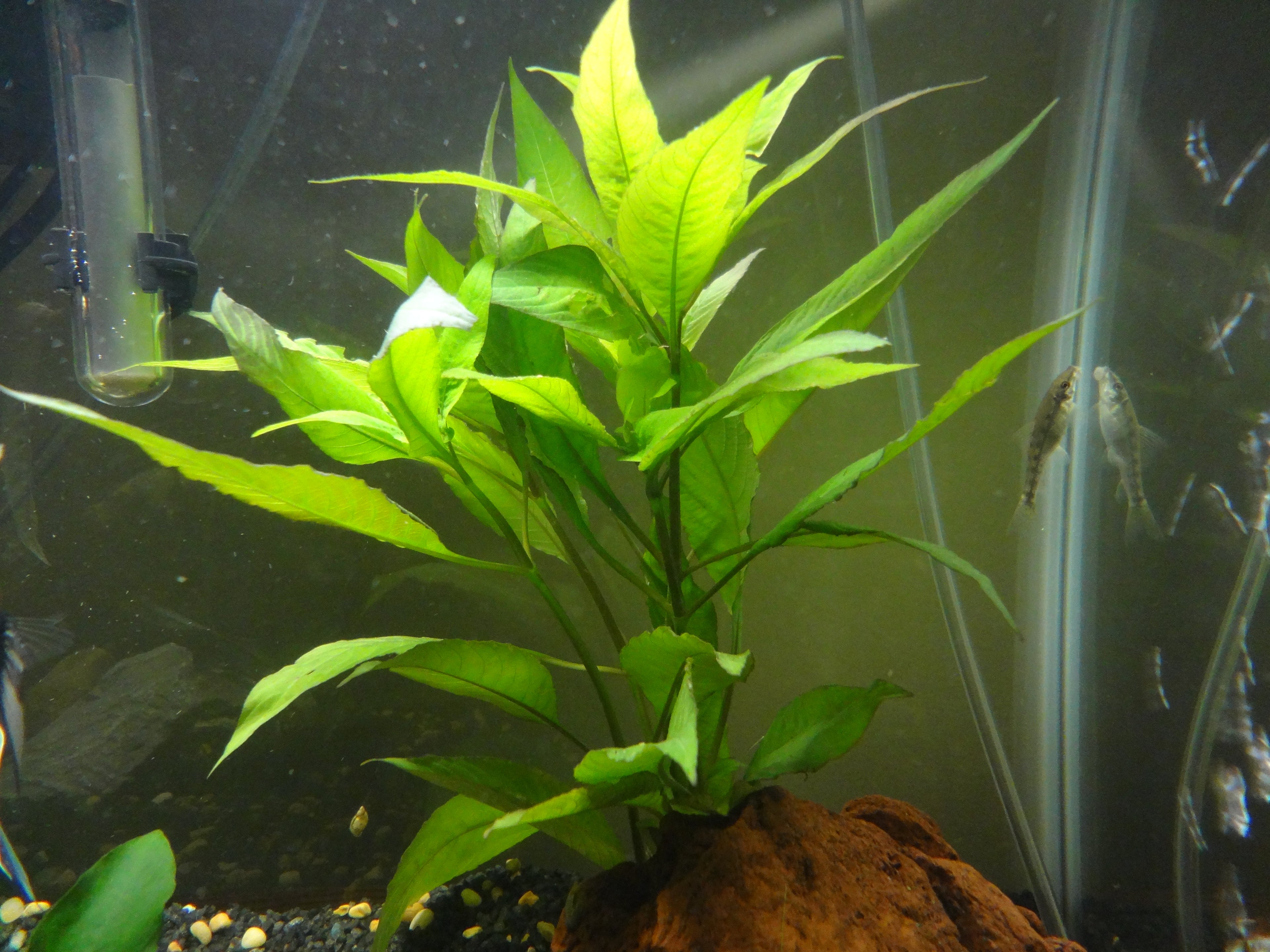 Willow Hygro (Hygrophila corymbosa) — via Wikimedia Commons
