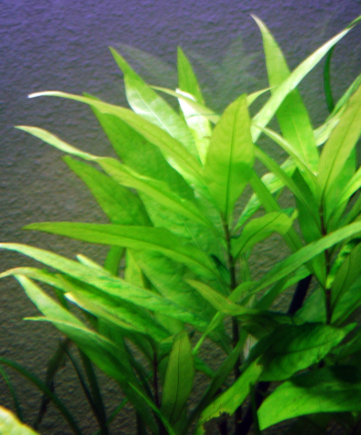 Hygrophila Corymbosa Parawitota (Hygrophila corymbosa) — via Wikimedia Commons