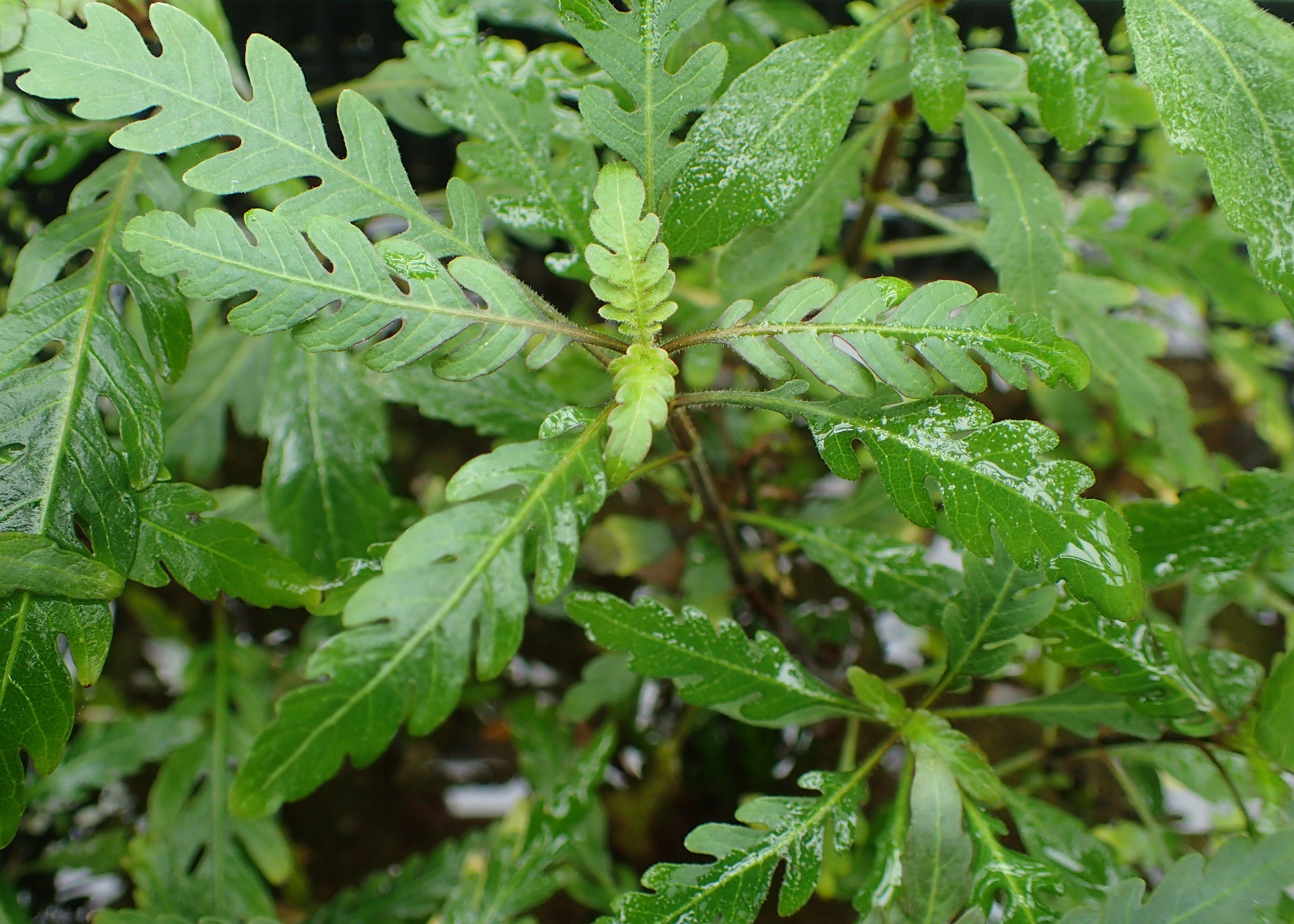 Hygrophila Pinnatifida (Hygrophila pinnatifida) — via Wikimedia Commons