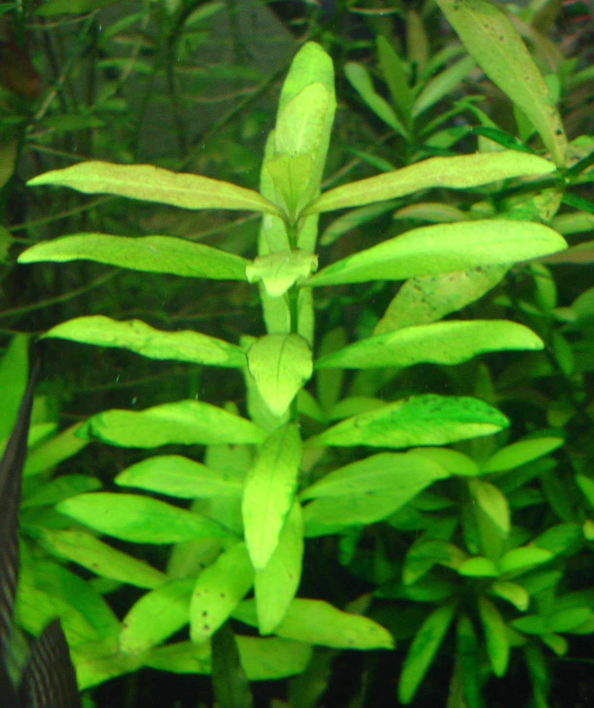 Hygrophila Pantanal Wavy (Hygrophila sp.) — via Wikimedia Commons