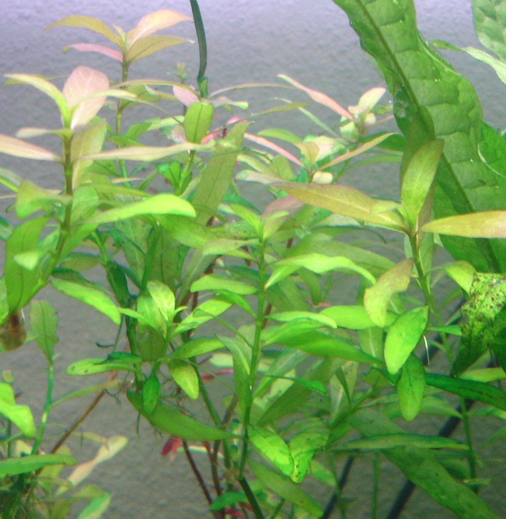 Hygrophila Cordata Red (Hygrophila sp.) — via Wikimedia Commons