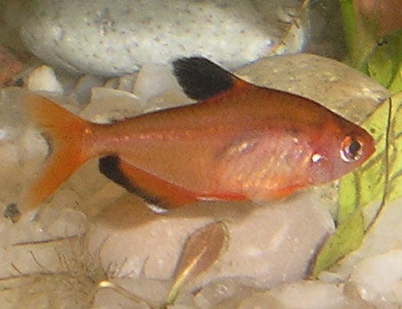 Gold Serpae Tetra (Hyphessobrycon eques) — Photo: Dubrovsky Alexander (Aledubr), Public domain, via Wikimedia Commons