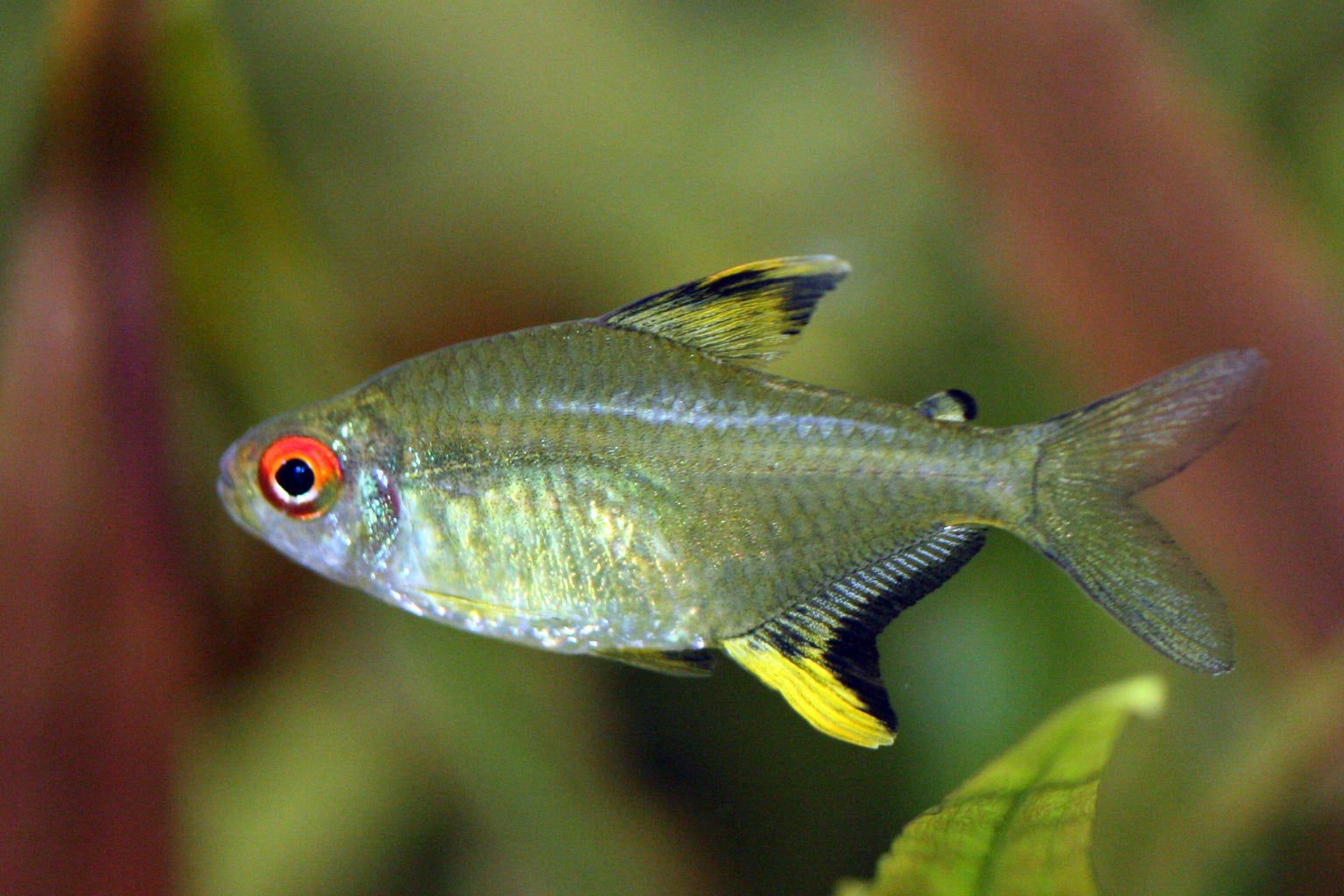 Lemon Tetra (Hyphessobrycon pulchripinnis) — Photo: Waugsberg, CC BY 2.5, via Wikimedia Commons