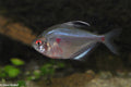 Long-Fin Blushing Tetra (Hyphessobrycon socolofi) — Photo: Klaus Rudloff, CC BY-SA 4.0, via Wikimedia Commons