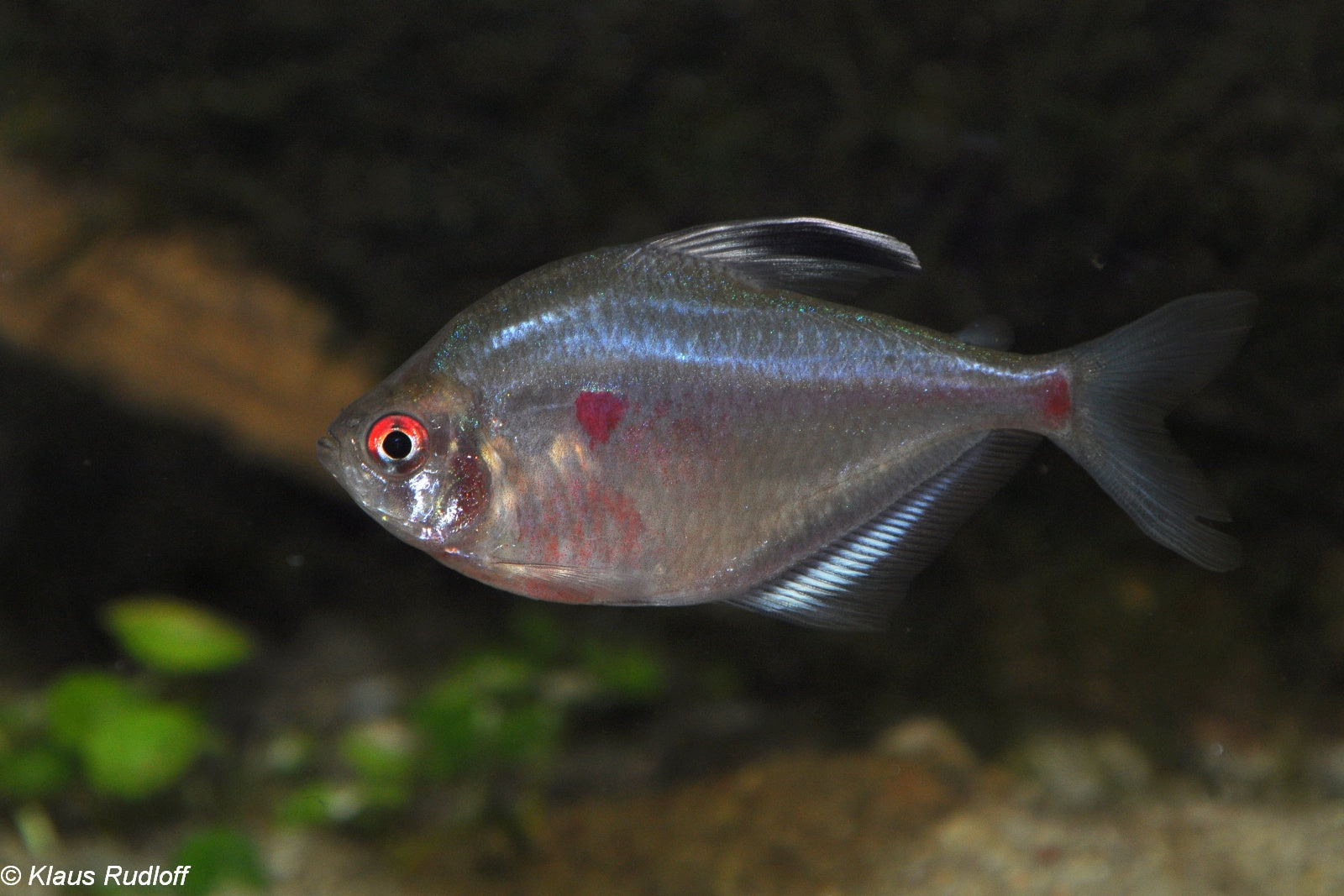 Long-Fin Blushing Tetra (Hyphessobrycon socolofi) — Photo: Klaus Rudloff, CC BY-SA 4.0, via Wikimedia Commons