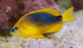 Shy Hamlet (Hypoplectrus guttavarius) — photo via Wikimedia Commons, CC BY-SA 3.0