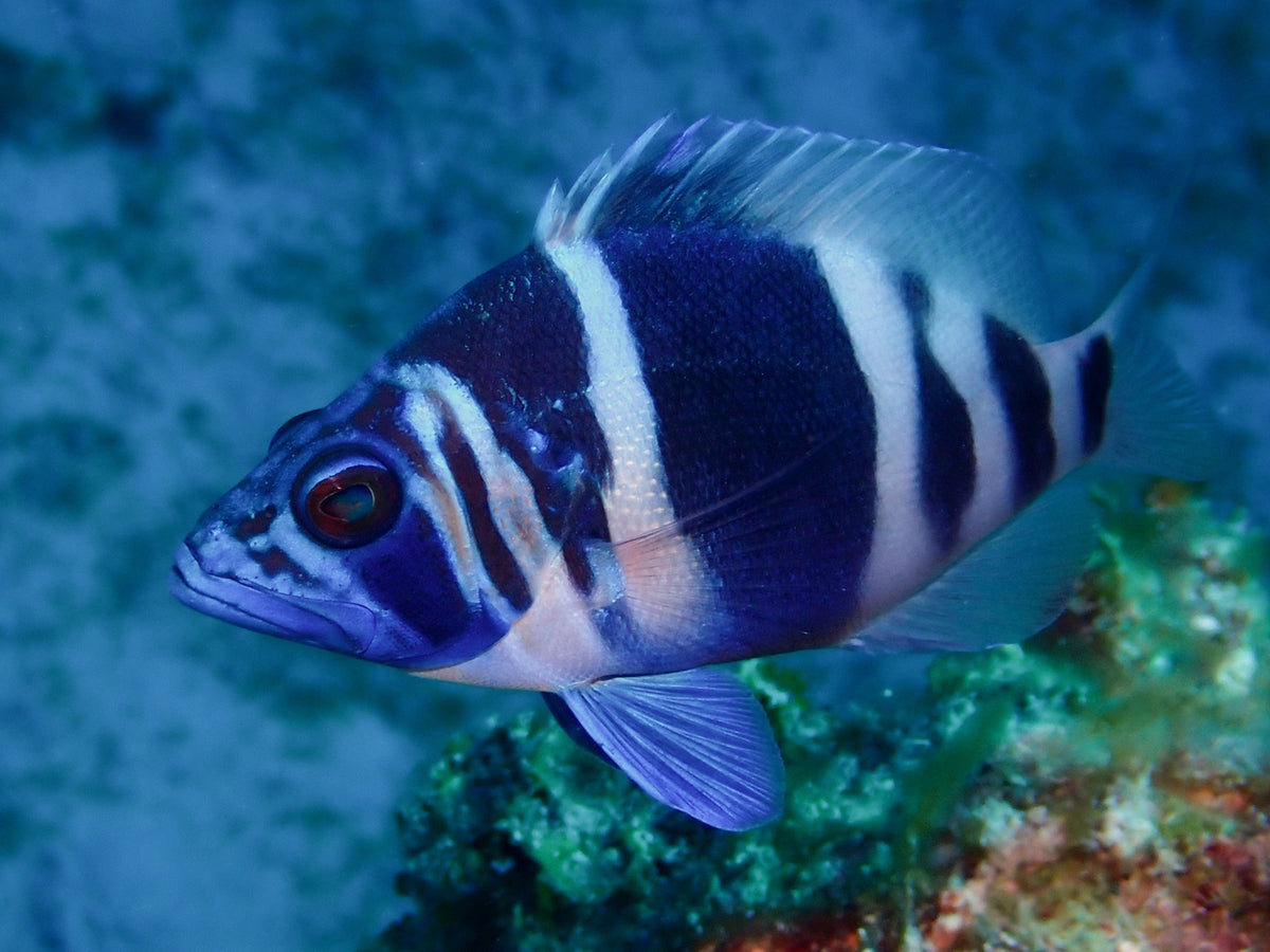 Indigo Hamlet (Hypoplectrus indigo)